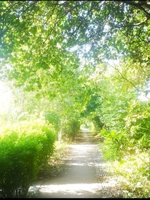 長(zhǎng)夏之夢(mèng)
