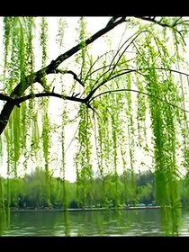 清柳程深