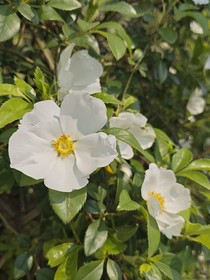 百合花手链
