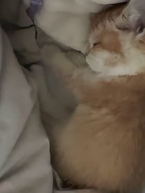 姐姐的小猫