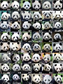 熊猫的恋曲