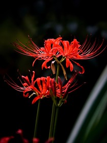 曼珠沙華之絕世美人