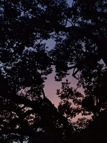 如果能聽見你的聲音