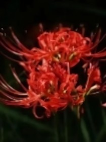 叶罗丽：花
