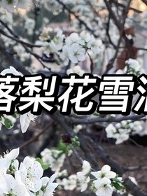 雪落梨花雪满地
