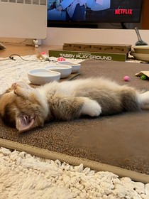 柒行小本本