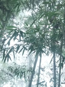 烟雨江南雾蒙蒙