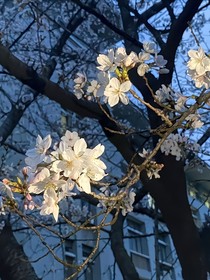 攀凌霄
