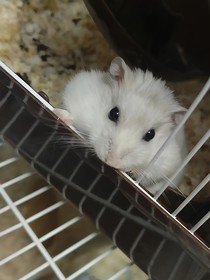 閨蜜家的小白鼠