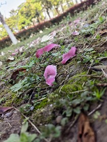 斗龙的废稿（无后续）
