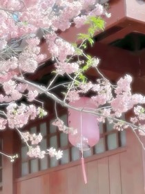 雙女主小說集