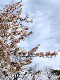 重生百草之若白师兄我知道