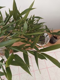 畸的愛(ài)
