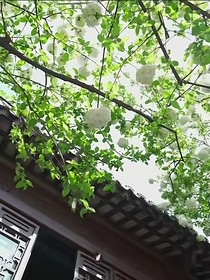 蝉息