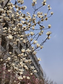 校园：玉兰树下