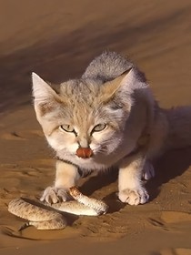 猫武士自编——暮色预视