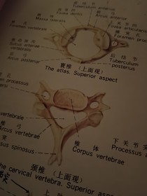 總裁和他的醫(yī)生朋友