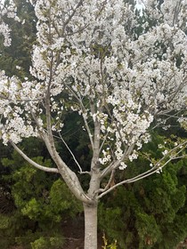 求你平安