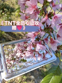 TNT：全员心动攻略