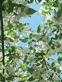 栀子花的晚意