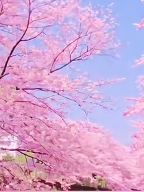 名柯之樱花树下的约定