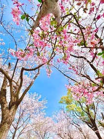 西安古都餐廳