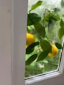 非去不可：柠檬之恋