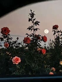 意可安钦