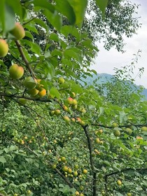 青梅是酸的