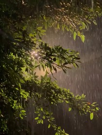 ch霓虹灯下的罪恶渊薮