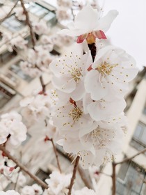 梦的遗迹