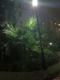 清青（双男）