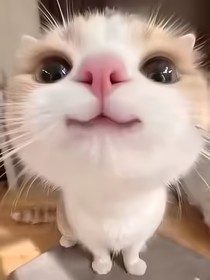 我知道的所有歌