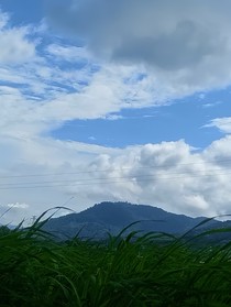 田園：鄉(xiāng)下女暴富之路