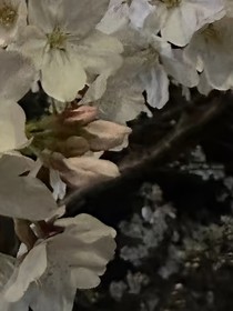 夜色盡頭