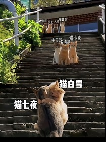 夜雪传（奇喵宇宙——七夜白雪）