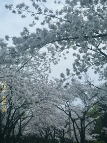 銹蝕枷刺