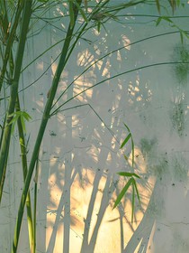 西府海棠未眠
