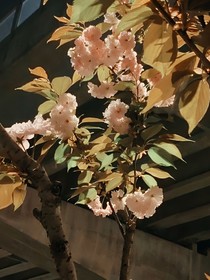 祺鑫：仲夏白山茶