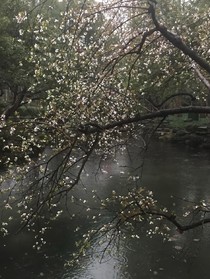 碧藤玹璇