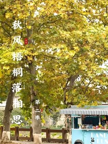 秋风梧桐落相思