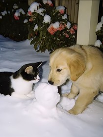 狗狗猫猫的爱情故事