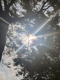 修真灵旭