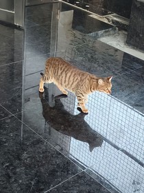 獵罪圖鑒同人
