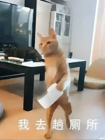 hp：弗利家那位万人迷小姐