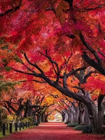 假面骑士枫骑