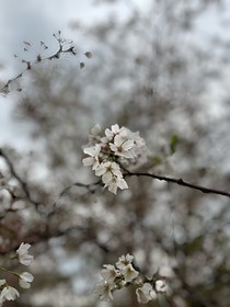 我重生了，但是我是他的白月光