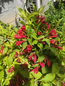 布莱克之混沌女神
