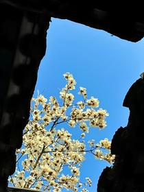 TNT：盛夏野薔薇