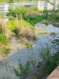 永遠(yuǎn)盛開(kāi)的鈴蘭花